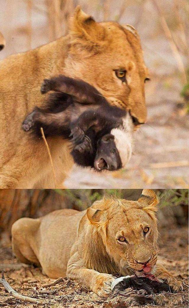 丛林大反攻：重温童年欢乐，探索动物团结反抗的精彩故事